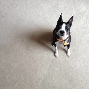 Meet your Posher, Barbara