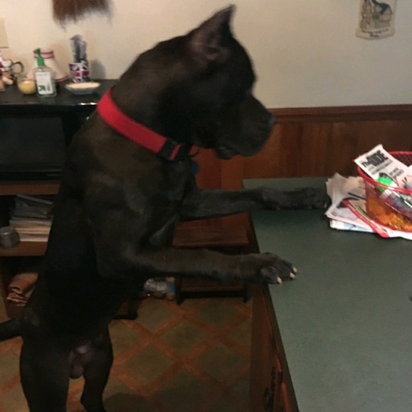 Meet your Posher, Joshua - Picture 1 of 1