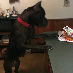 Meet your Posher, Joshua