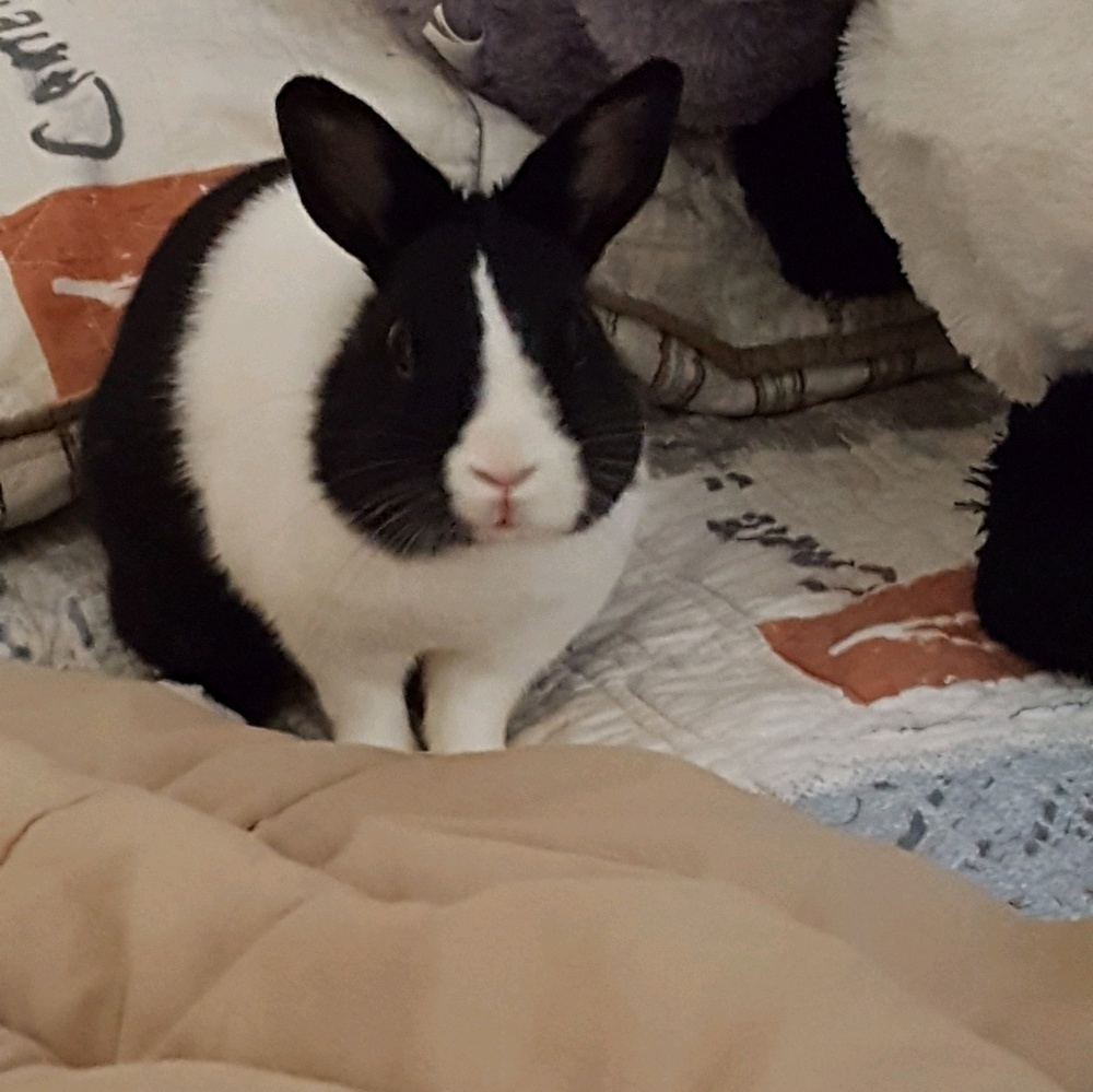 Meet your Posher, Leticia