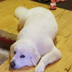 Meet your Posher, Jenny