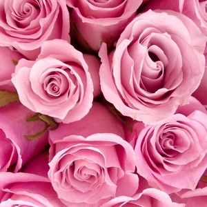 Meet your Posher, Allie