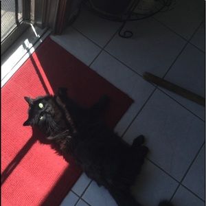 Meet your Posher, Evie