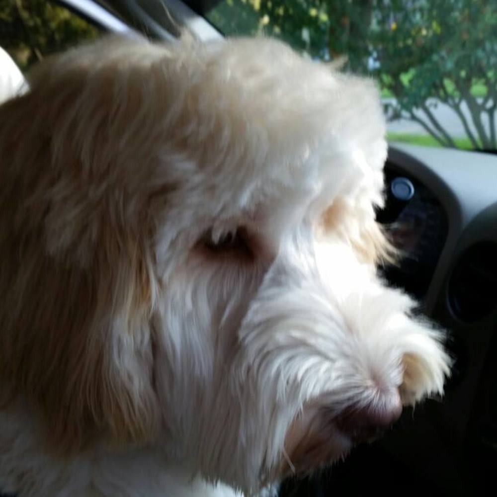 Meet your Posher, Donna