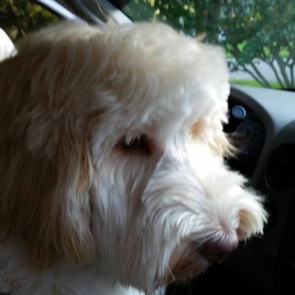 Meet your Posher, Donna - Picture 1 of 1