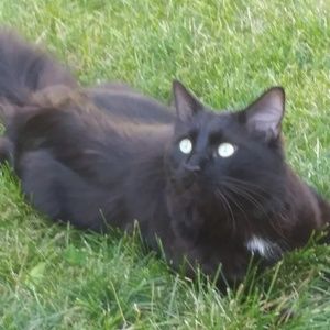 Meet your Posher, Hector