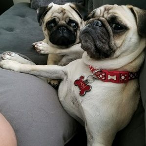 Meet your Posher, Dan