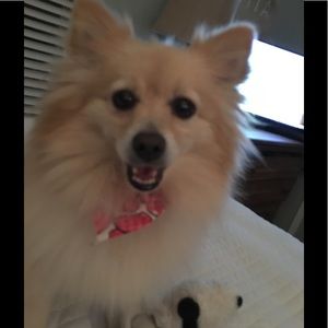 Meet your Posher, Susan