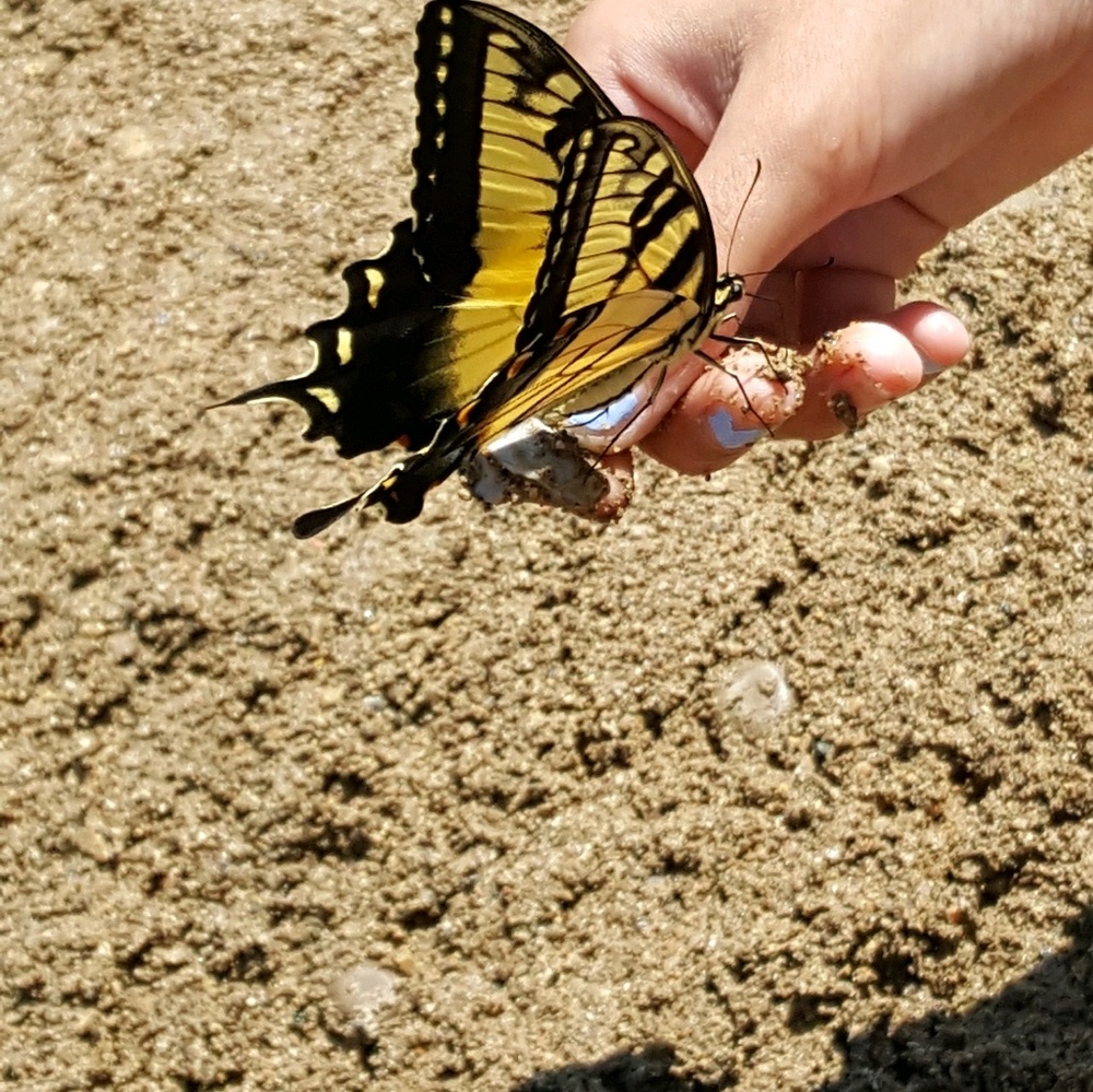 Meet your Posher, Sharon