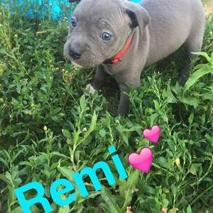 Meet your Posher, Shantae