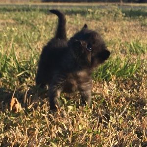 Meet your Posher, Callie