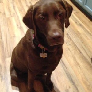 Meet your Posher, Amber