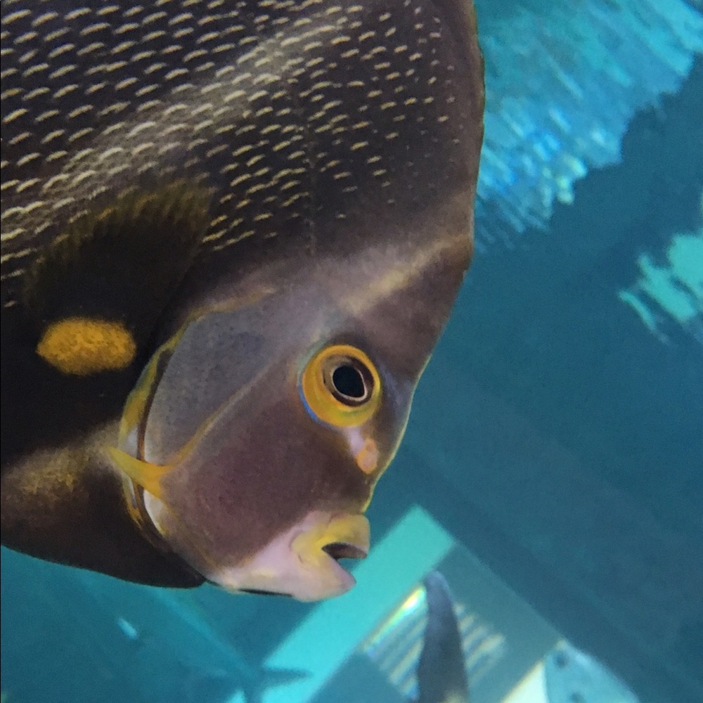 Meet your Posher, Maddie