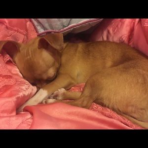 A dog