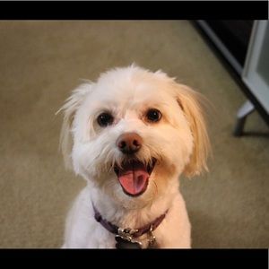 Meet your Posher, Dimple