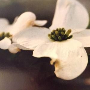 Meet your Posher, Kelli