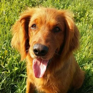 Meet your Posher, Casey