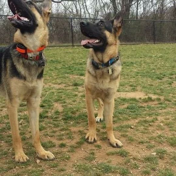 Meet your Posher, Mikey - Picture 1 of 1