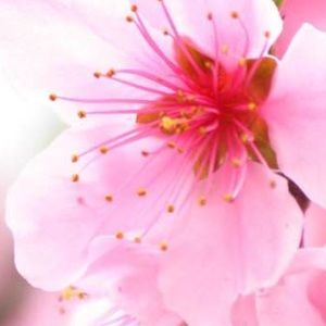 Meet your Posher, Sherry