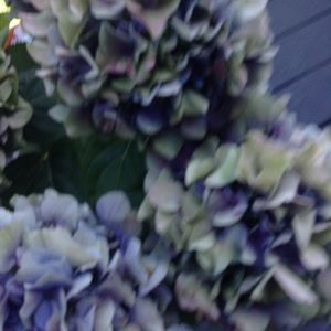 Meet your Posher, Lisette