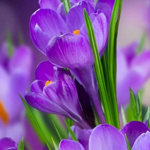 Meet your Posher, Marlene