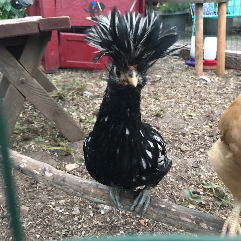 Meet your Posher, Shannon