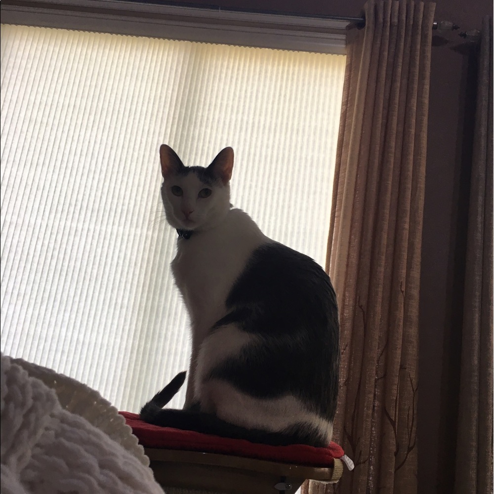 Meet your Posher, Annie