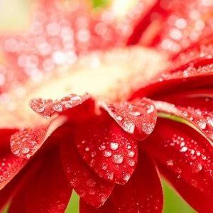 Meet your Posher, Maya