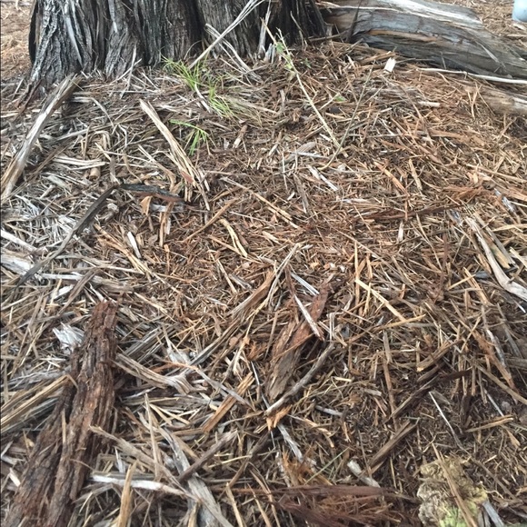 Meet your Posher, Eli - Picture 1 of 1