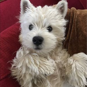 Meet your Posher, Donna