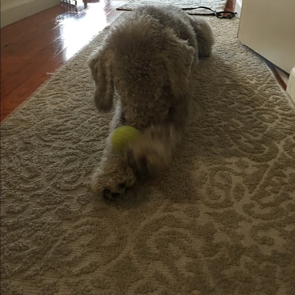 Meet your Posher, Beast - Picture 1 of 1