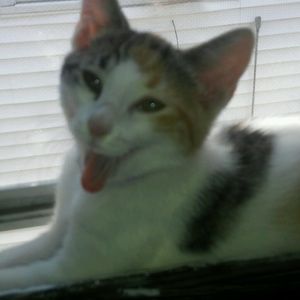 Meet your Posher, Sal