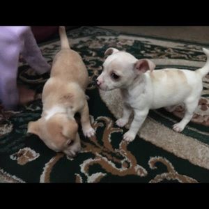 Meet your Posher, Dawn