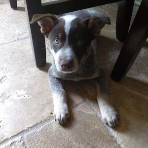 Meet your Posher, Jake