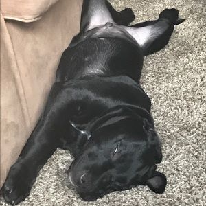 Meet your Posher, Nuno