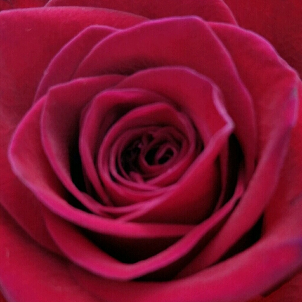 Meet your Posher, Little Dee