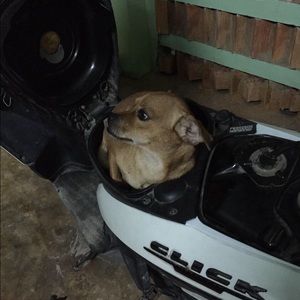 Meet your Posher, Tram