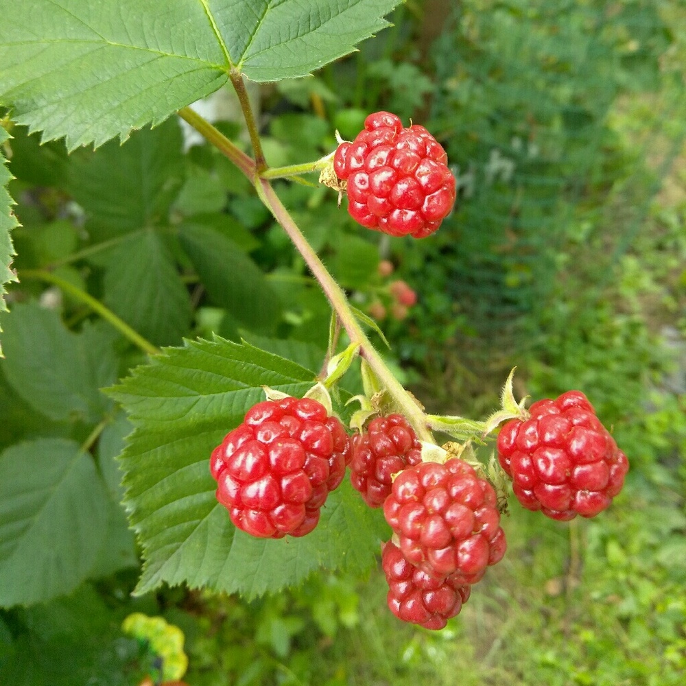 Meet your Posher, Reina