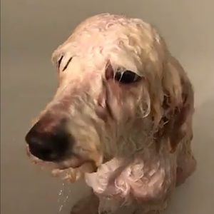 Meet your Posher, Daron