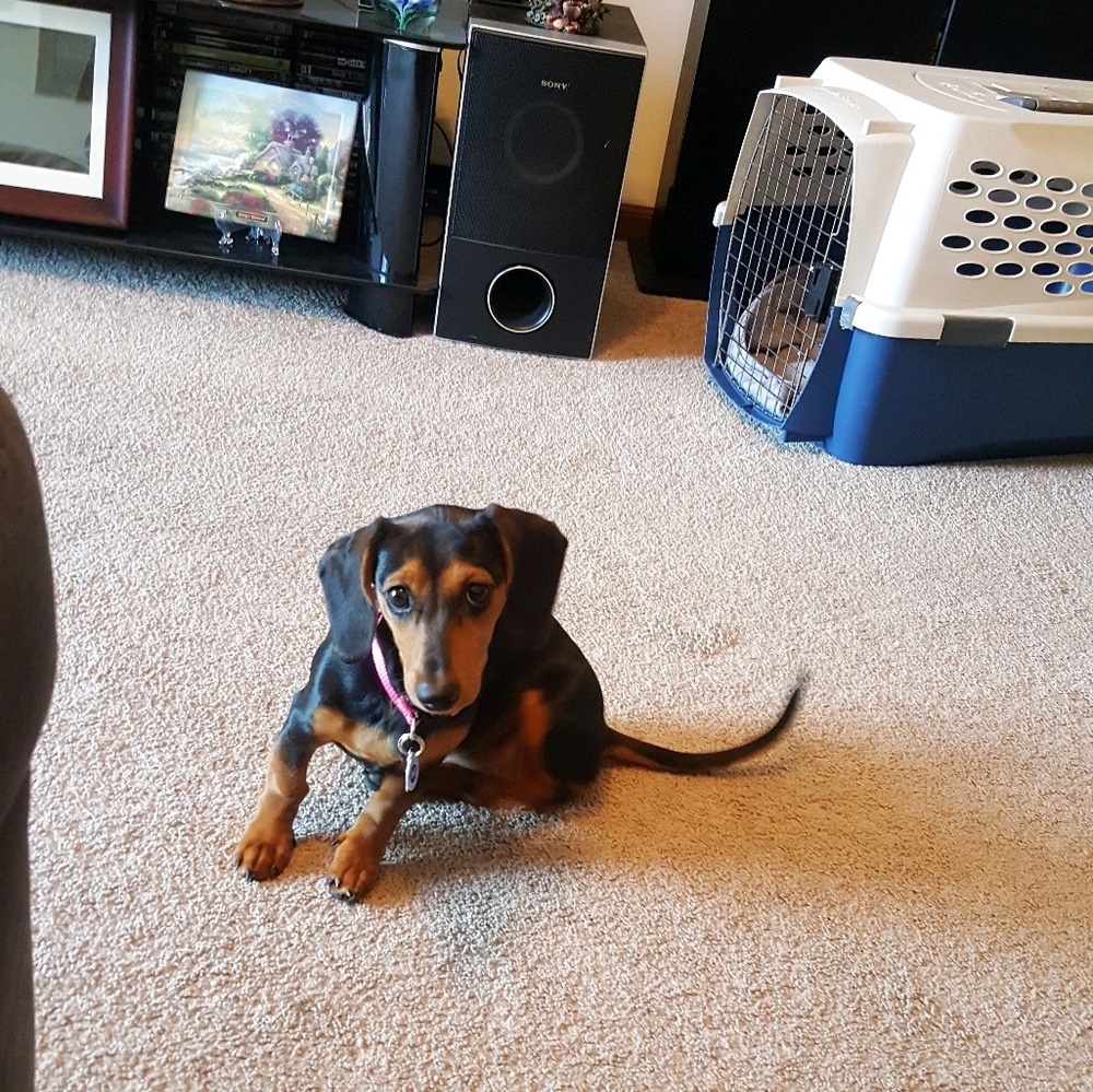 Meet your Posher, Tara