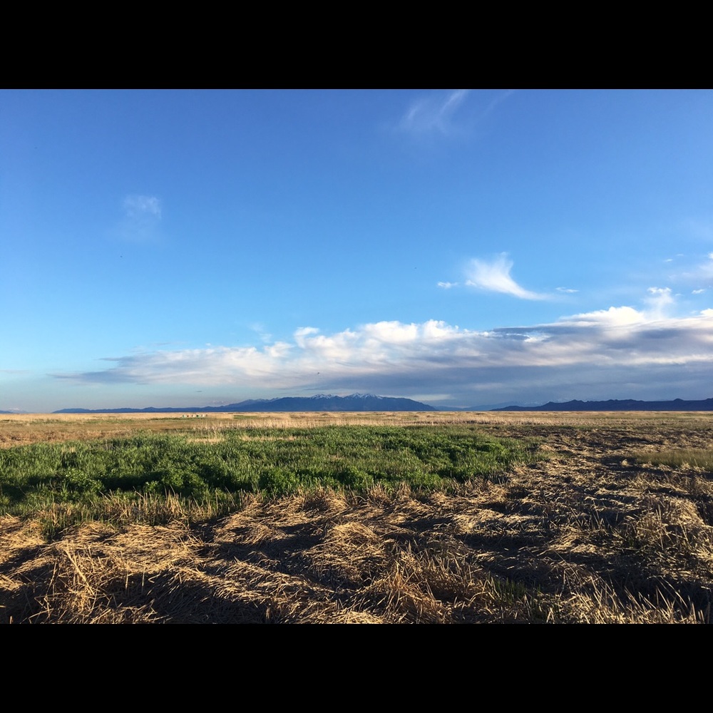 Meet your Posher, Brock