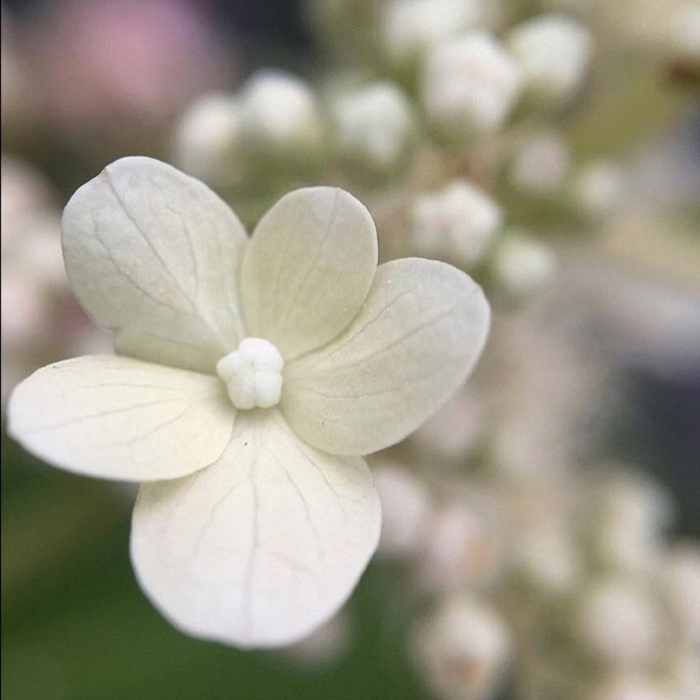 Meet your Posher, Lauri