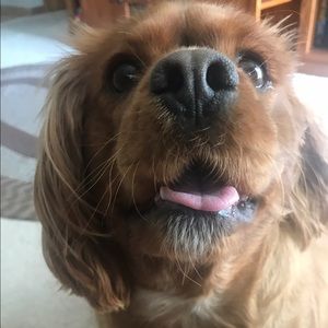 Meet your Posher, Amber