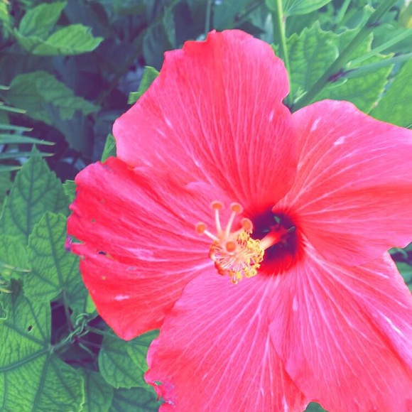 🌺✨MAKE AN OFFER / BUNDLE TO SAVE✨🌺 - Picture 3 of 3