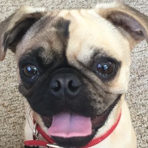 Meet your Posher, Grayson