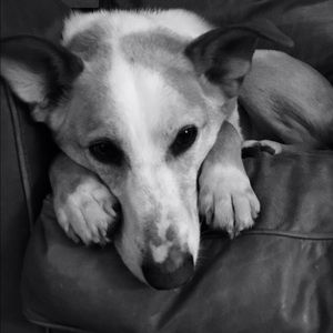 Meet your Posher, Jolene