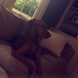 Meet your Posher, Maddie