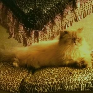 Meet your Posher, Julia