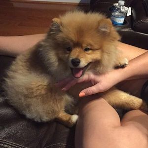 Meet your Posher, Shane