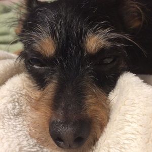 Meet your Posher, Marley